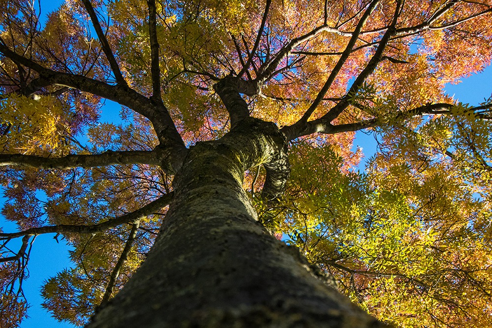 Herfstboom - Fall tree