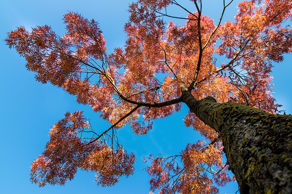 Looking up in the fall