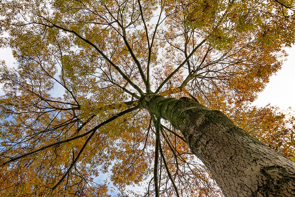 Herfstboom - Fall tree