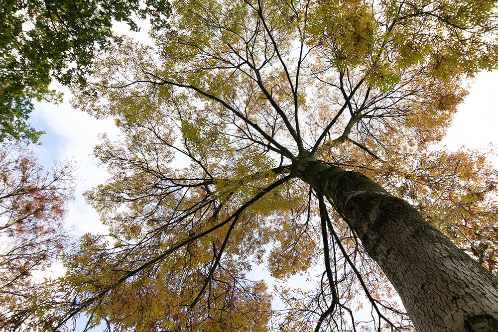 Herfstboom - Fall tree