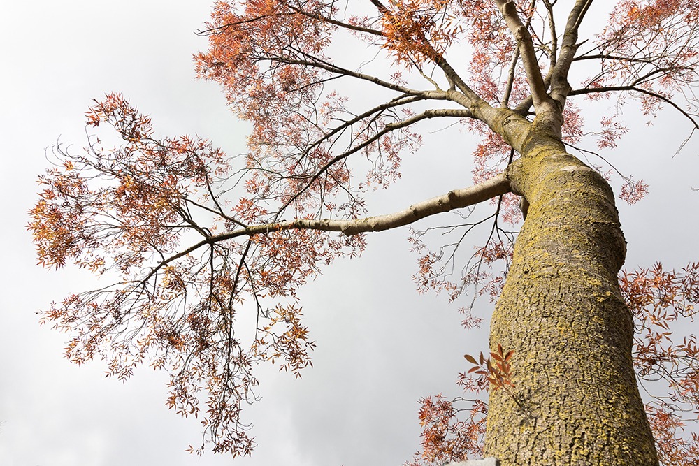 Herfstboom - Fall tree