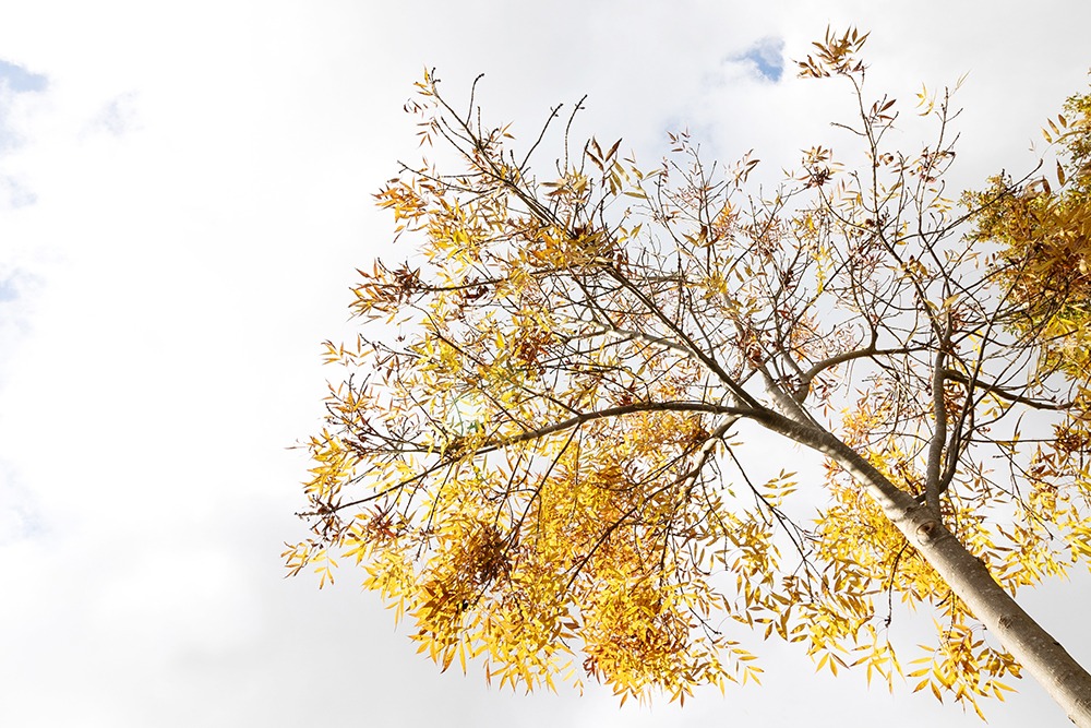 Herfstboom - Fall tree