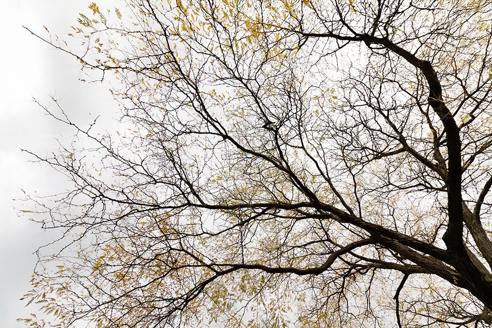 Herfstboom - Fall tree