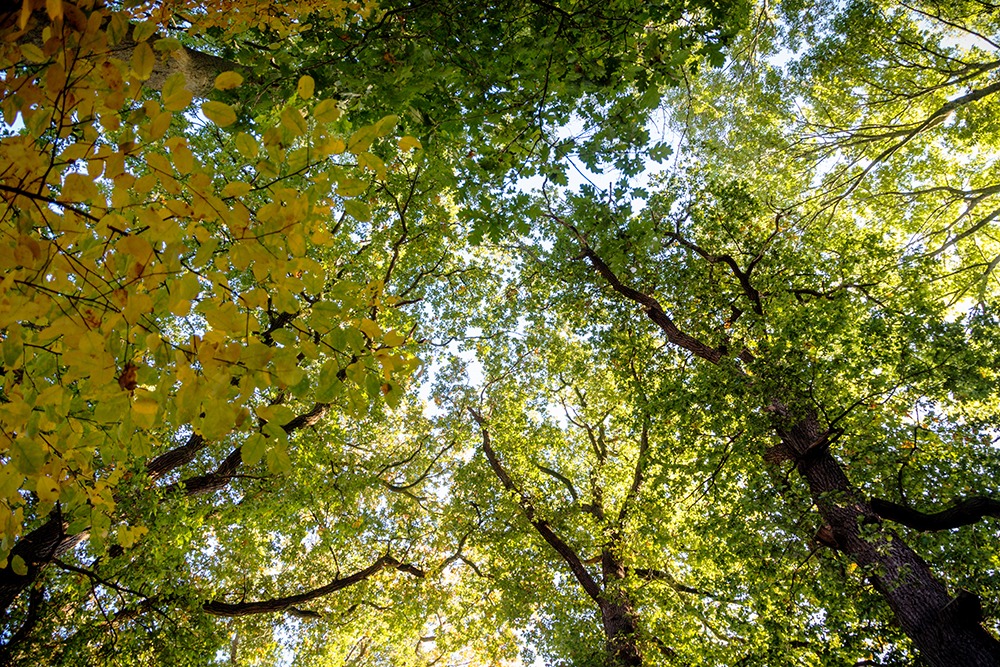 Herfstboom - Fall tree