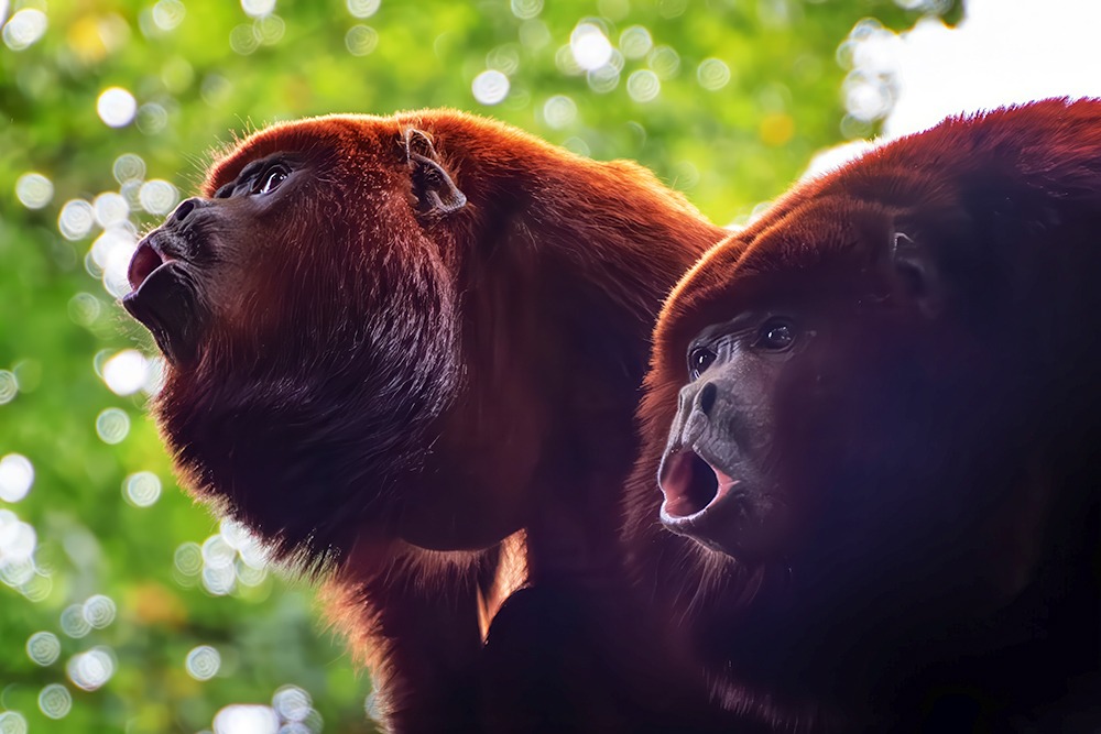 Rode brulaap - Red howler monkey