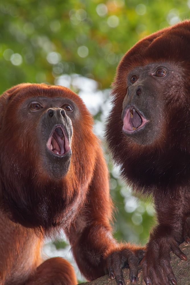 Rode brulaap - Red howler monkey