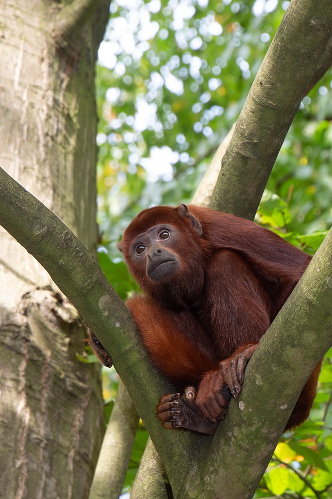 Rode brulaap - Red howler monkey