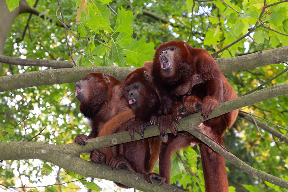 Rode brulaap - Red howler monkey