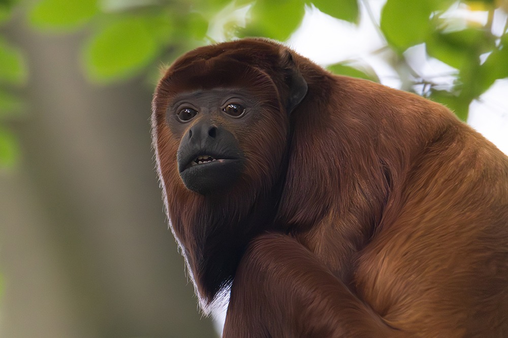 Rode brulaap - Red howler monkey