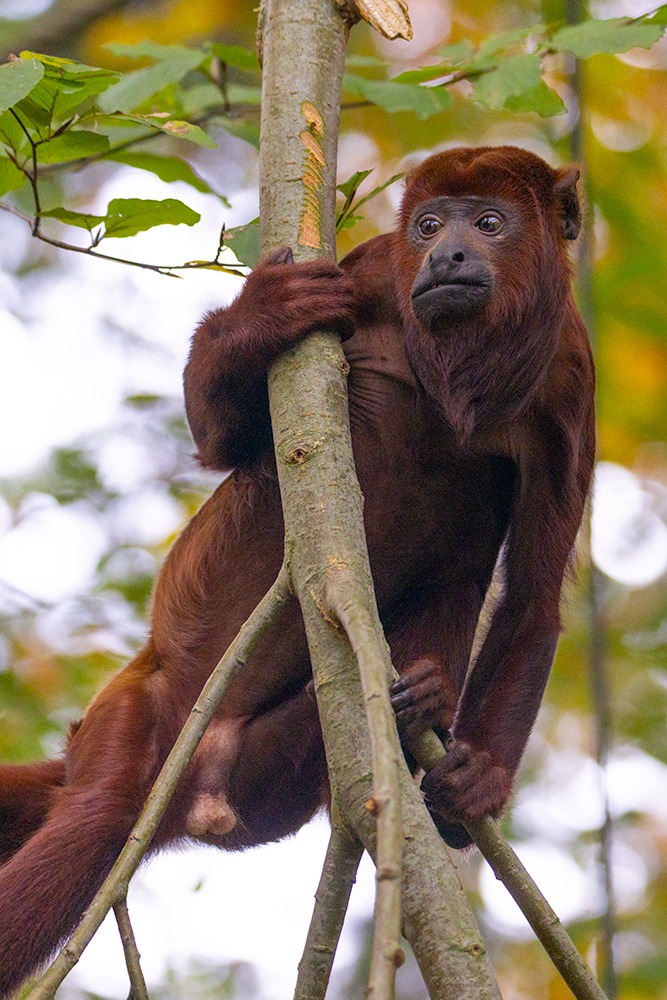 Rode brulaap - Red howler monkey