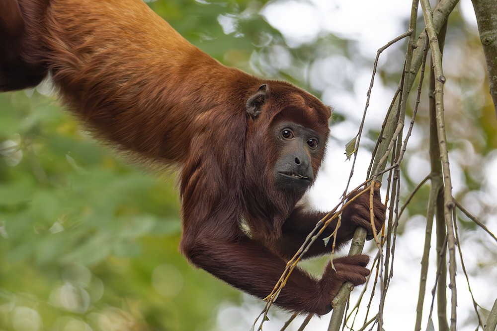 Red howler monkey