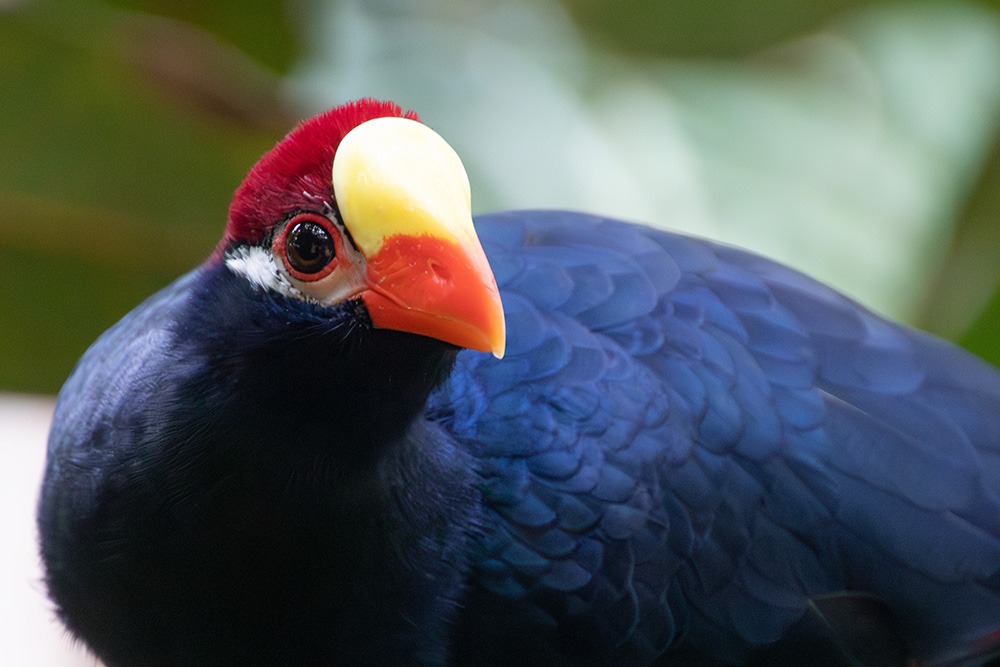 Violette schildtoerako - Violet turaco