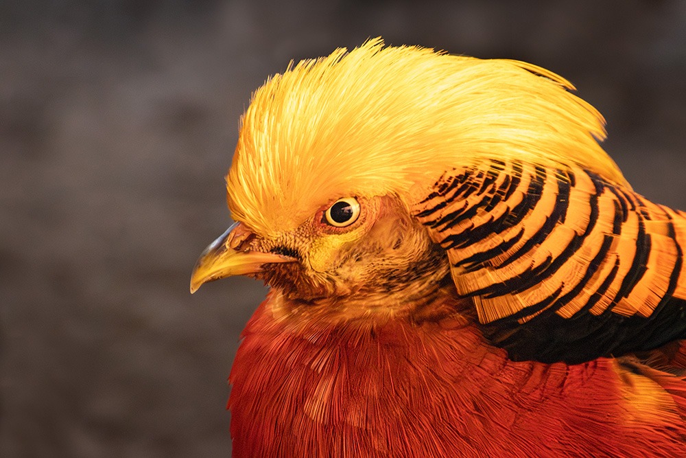 Goudfazant - Golden pheasant