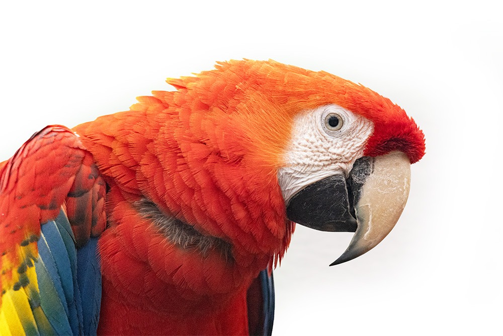 Geelvleugelara - Scarlet macaw