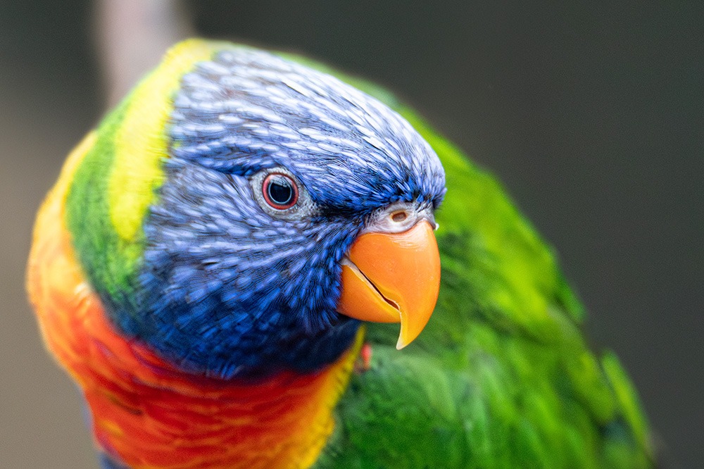 Regenbooglori - Rainbow Lorikeet