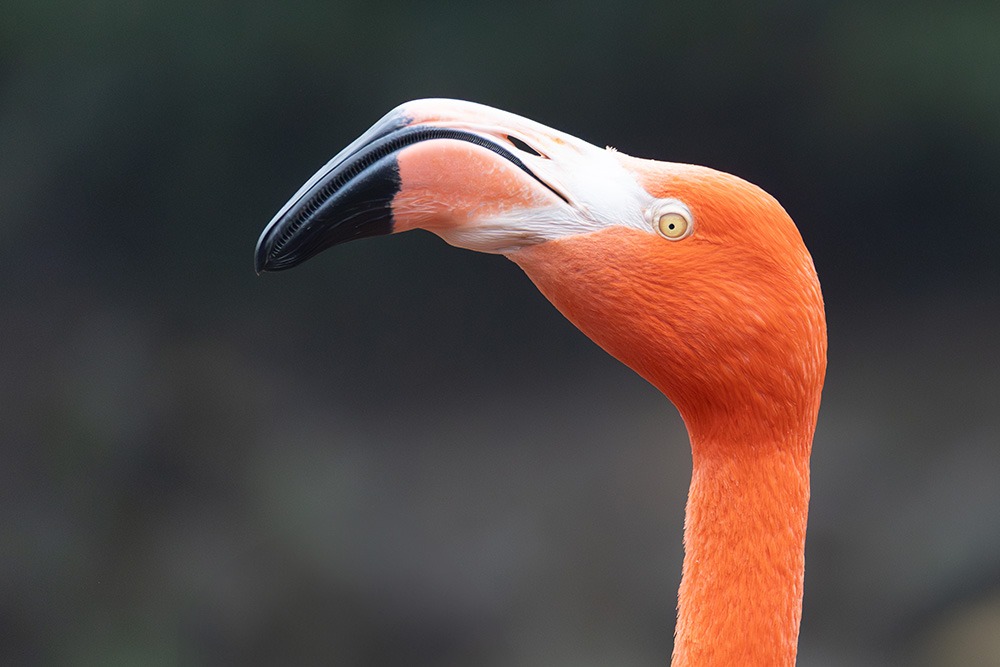 Cubaanse flamingo – American flamingo