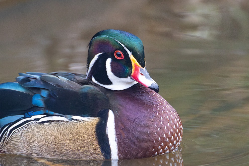 Carolina Eend – Wood duck