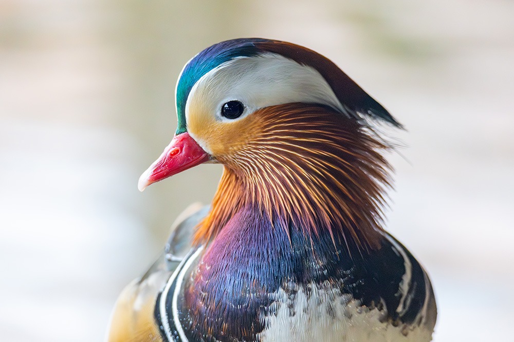 Colourful feathers in close-up