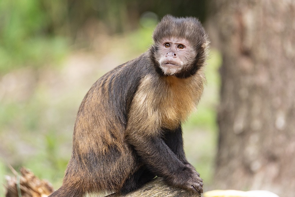 Geelborstkapucijnaap - Golden-bellied capuchin