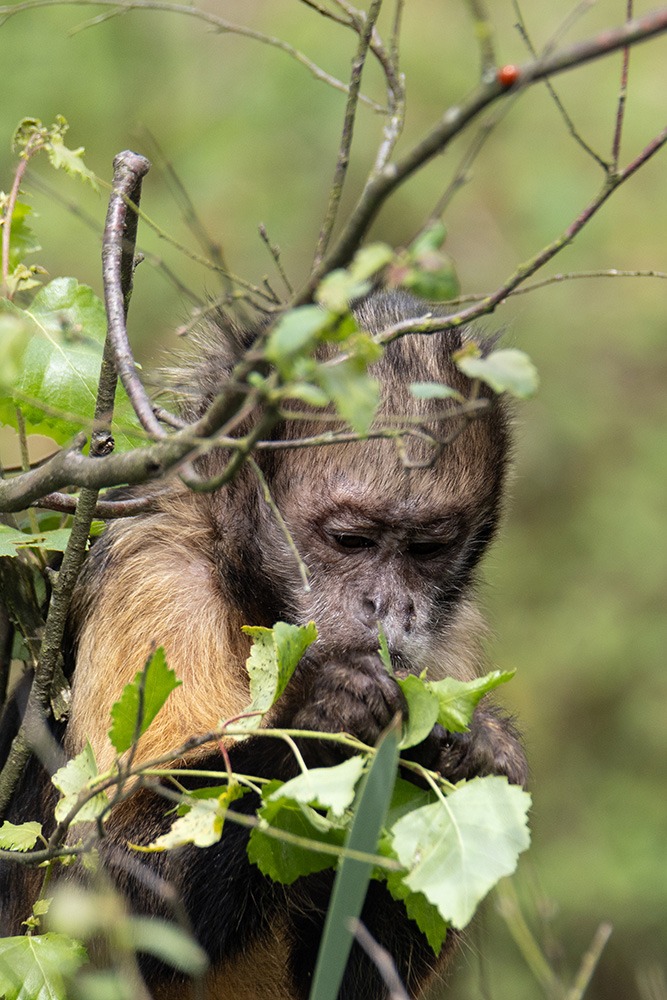 Geelborstkapucijnaap - Golden-bellied capuchin