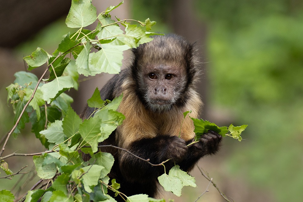 Geelborstkapucijnaap - Golden-bellied capuchin