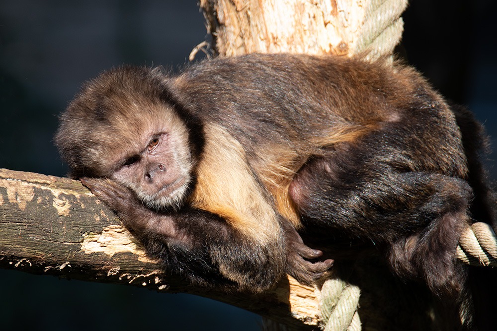 Geelborstkapucijnaap - Golden-bellied capuchin