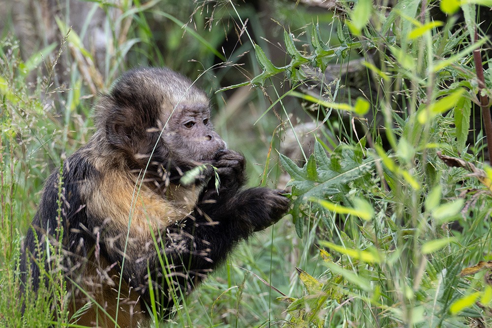 Geelborstkapucijnaap - Golden-bellied capuchin