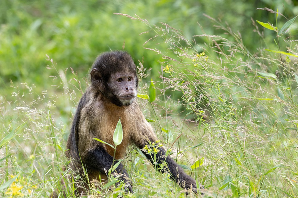 Geelborstkapucijnaap - Golden-bellied capuchin