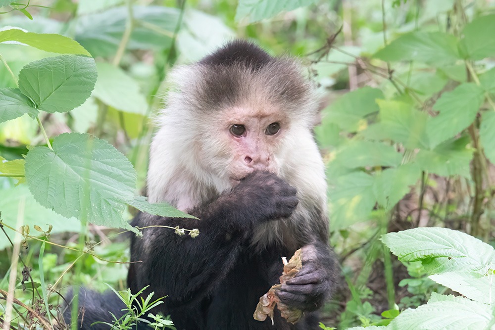 Witschouderkapucijnaap - White-faced capuchin