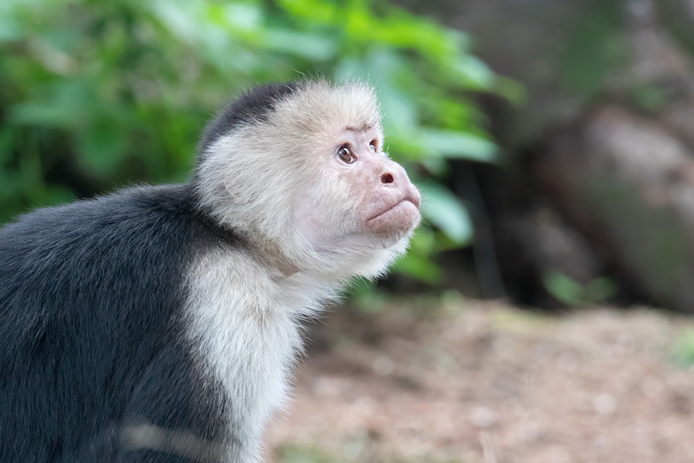 Witschouderkapucijnaap - White-faced capuchin