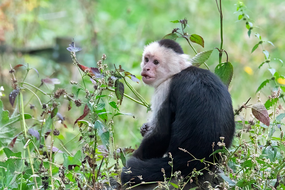 Witschouderkapucijnaap - White-faced capuchin