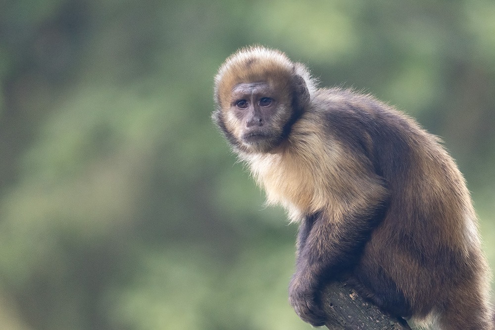 Geelborstkapucijnaap - Golden-bellied capuchin