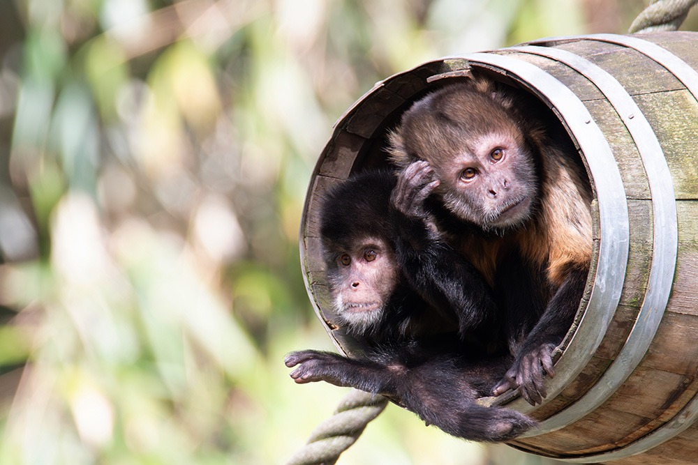 Geelborstkapucijnaap - Golden-bellied capuchin (ZooParc Overloon)