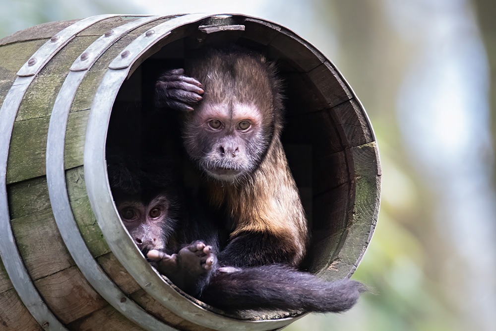 Geelborstkapucijnaap - Golden-bellied capuchin (ZooParc Overloon)