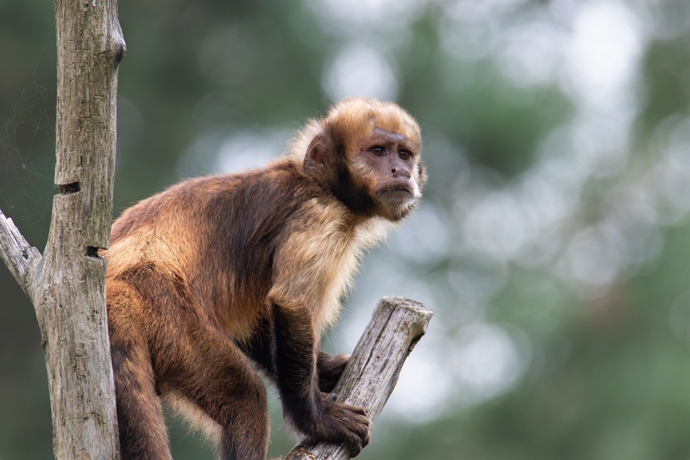 Geelborstkapucijnaap - Golden-bellied capuchin