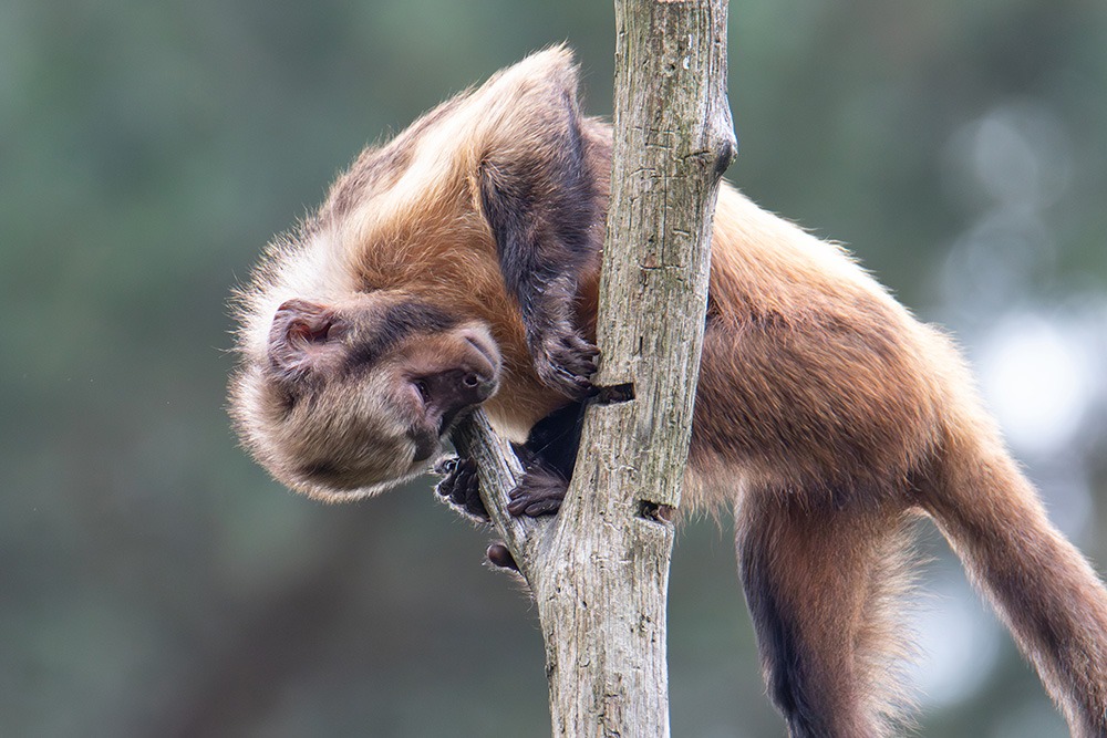 Geelborstkapucijnaap - Golden-bellied capuchin