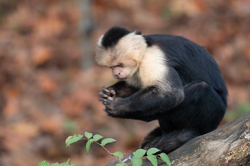 Witschouderkapucijnaap - White-faced capuchin