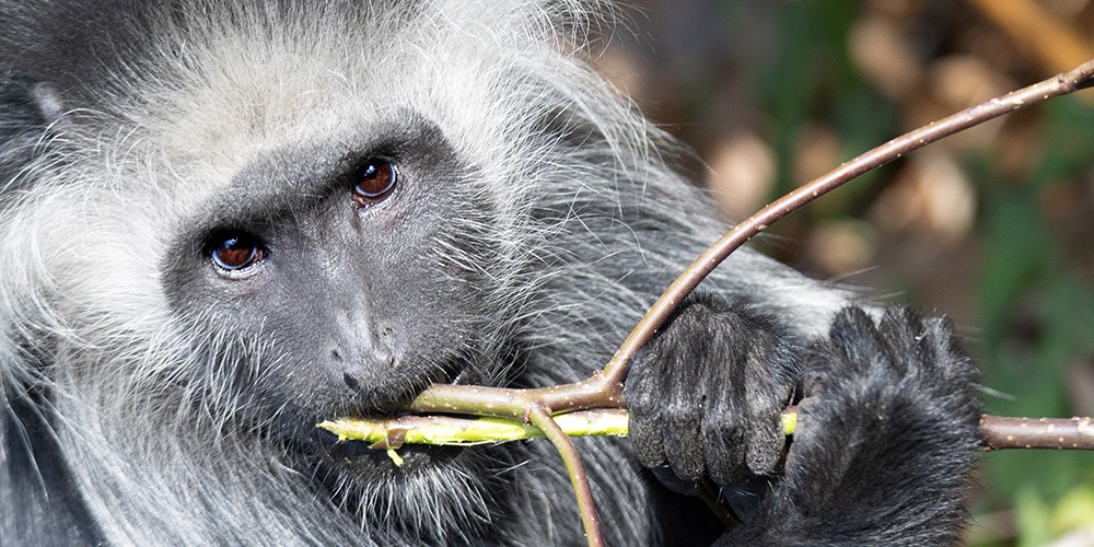 West-Afrikaanse franjeaap - King colobus (Apenheul)